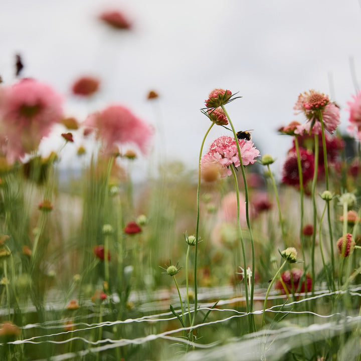 Scabiosa Salmon Rose Pincushion Flower | X 40 Seeds