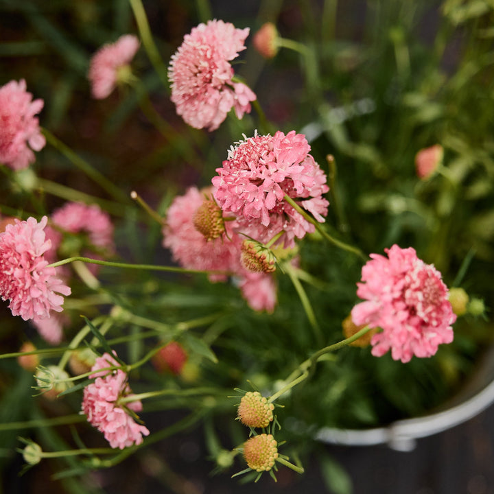 Scabiosa Salmon Rose Pincushion Flower | X 40 Seeds