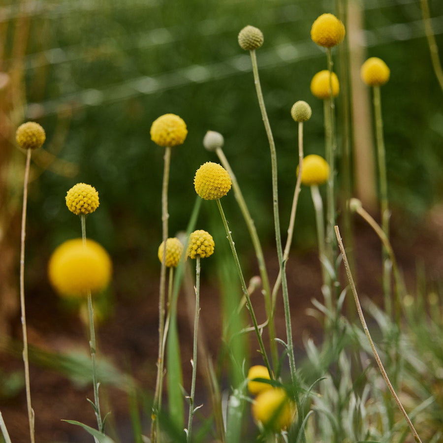 Billy Button Australian Native Flower | X 50 Seeds – Veggie & Flower ...