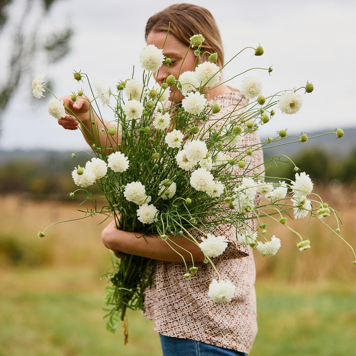 Scabiosa Snowmaiden Pincushion Flower | X 40 Seeds