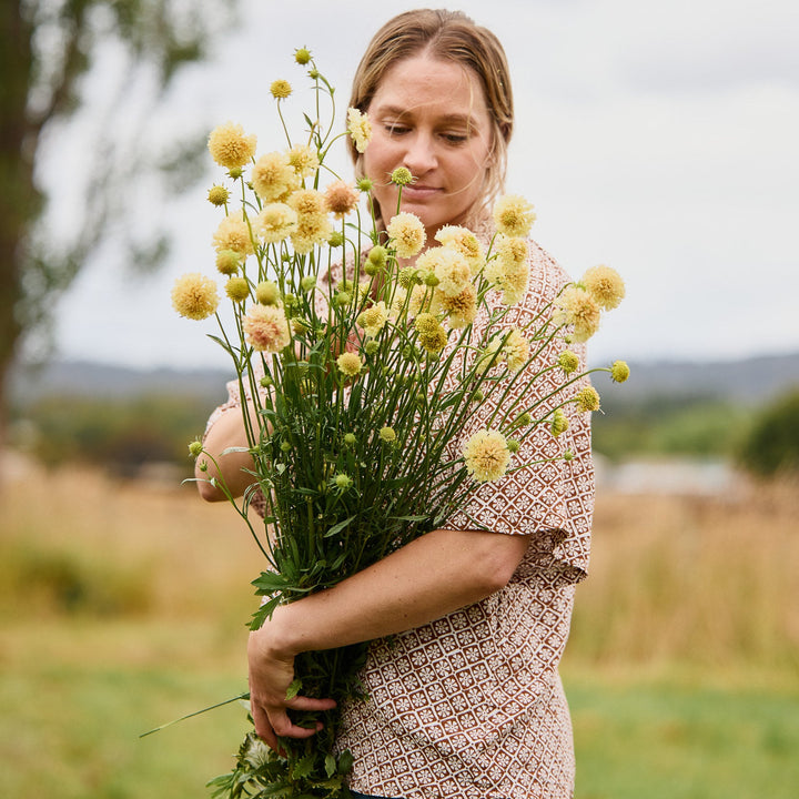 Scabiosa Fata Morgana Pincushion Flower | X 40 Seeds