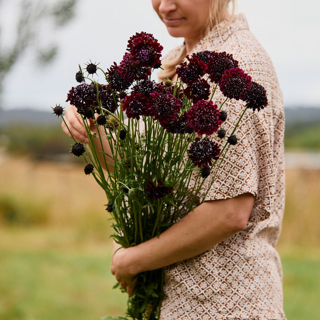 Scabiosa Black Knight Pincushion Flower | X 40 Seeds