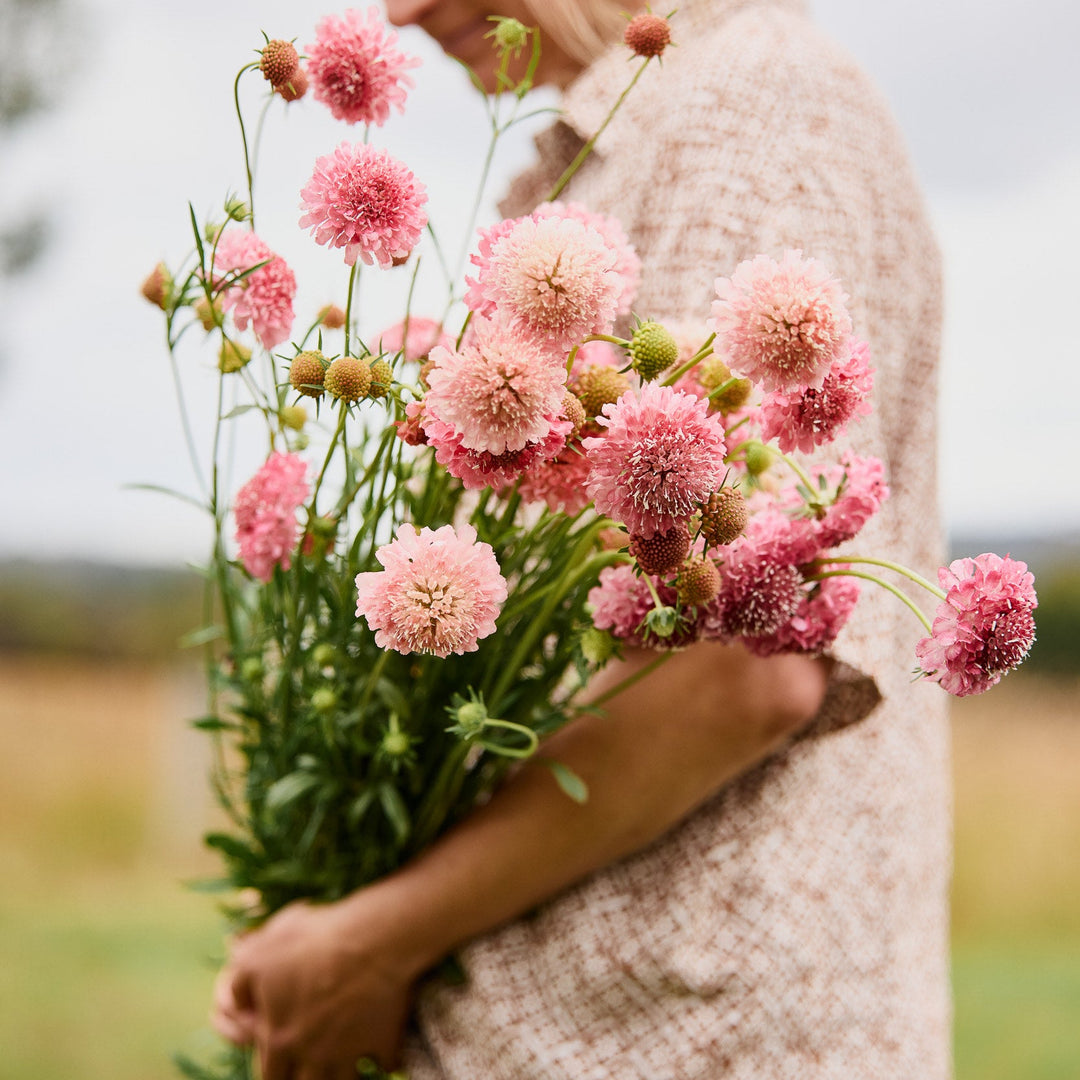 Scabiosa Salmon Rose Pincushion Flower | X 40 Seeds