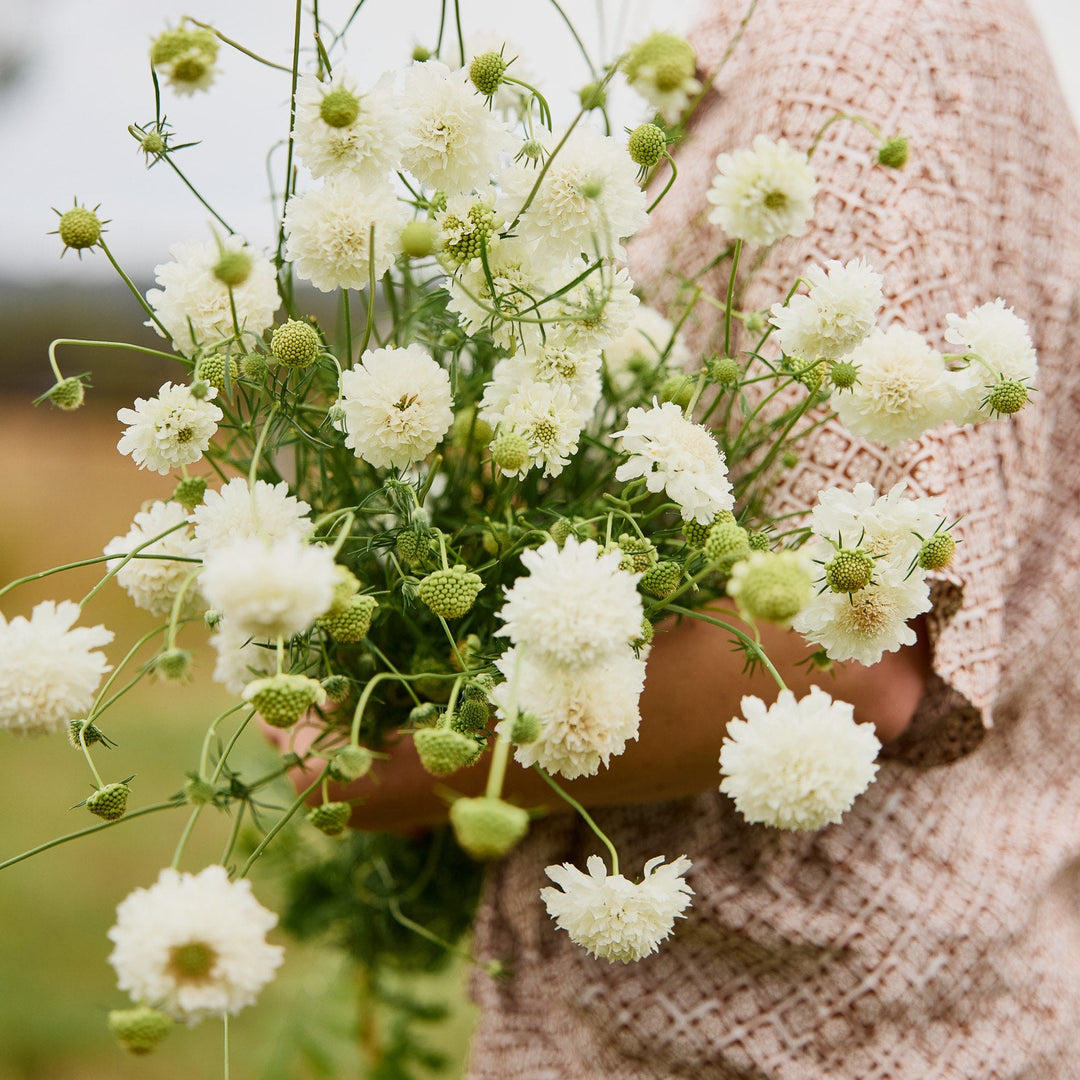 Scabiosa Snowmaiden Pincushion Flower | X 40 Seeds
