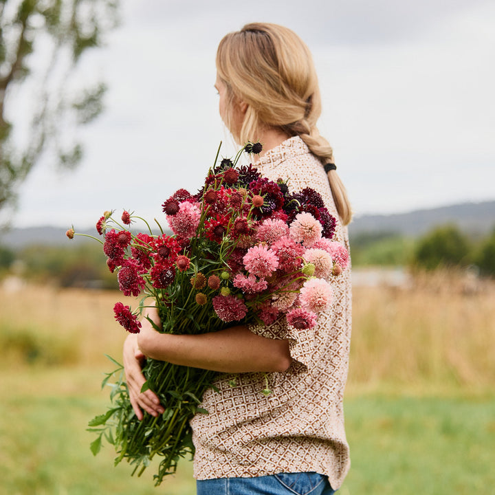 Scabiosa Summer Fruits Mix Pincushion Flower | X 40 Seeds
