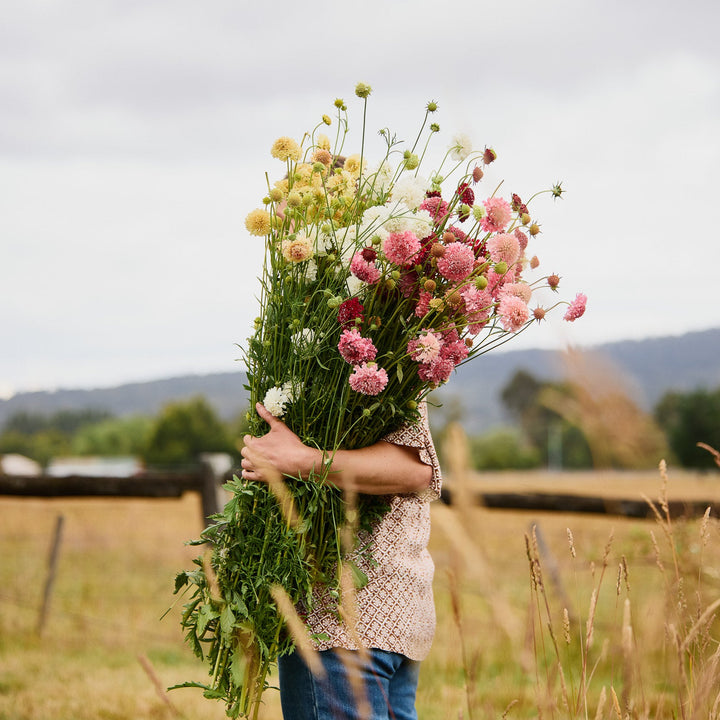 Scabiosa Pincushion Tall Double Mix Flower | X 50 Seeds