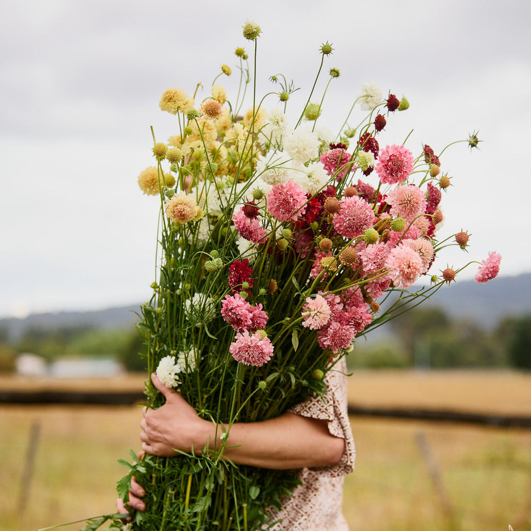 Scabiosa Pincushion Tall Double Mix Flower | X 50 Seeds