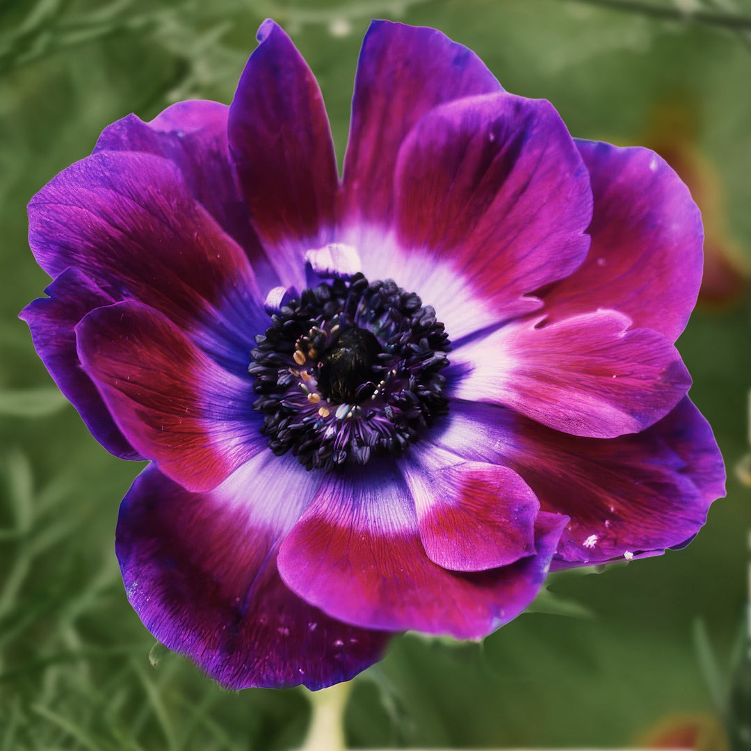 Anemone Mistral Tigre Wine Flower | X 20 Seeds