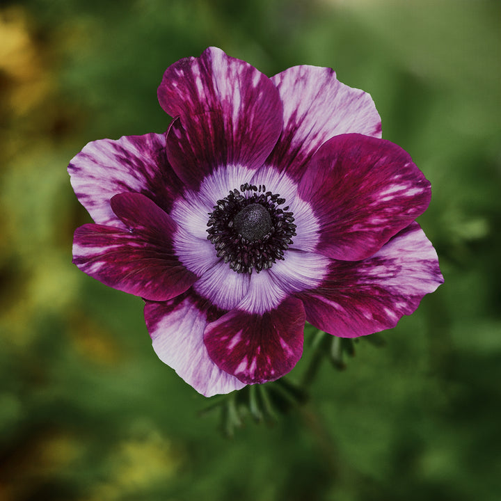 Anemone Mistral Tigre Wine Flower | X 20 Seeds