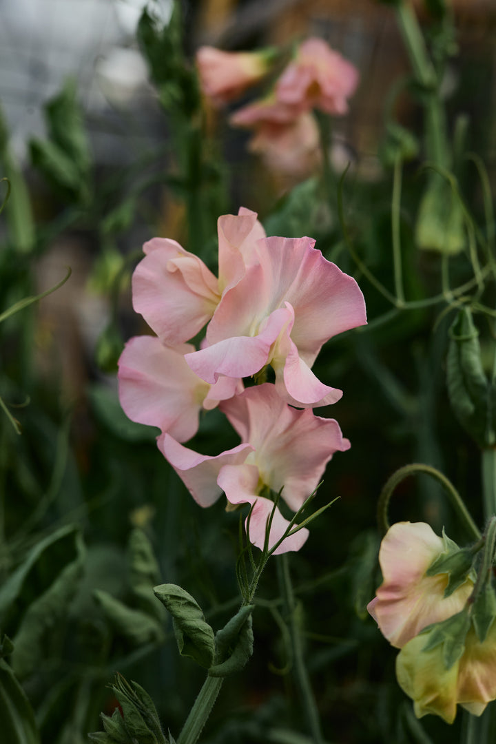 Sweet Pea Gilly Norah Flower | X 10 Seeds