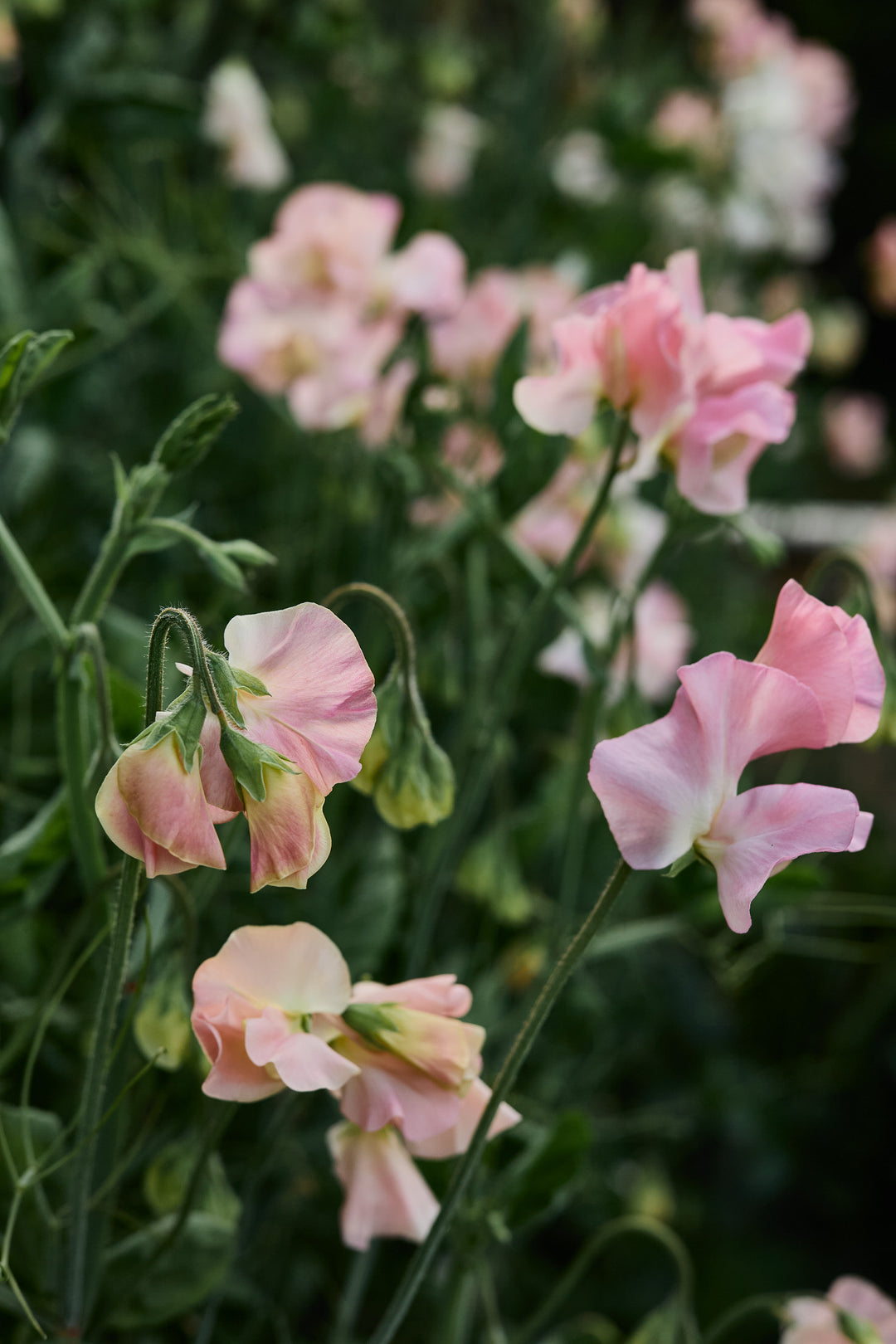 Sweet Pea Gilly Norah Flower | X 10 Seeds