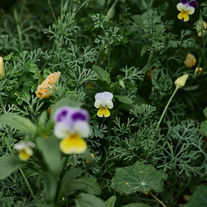 Viola Helen Mount 'Johnny Jump Up' Pansy Flower | X 100 Seeds