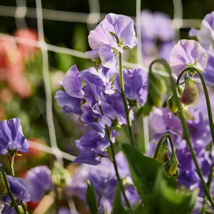 Sweet Pea Big Blue Flower | X 15 Seeds