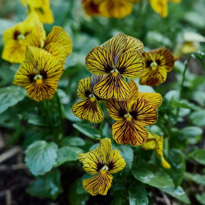 Viola Tiger Eye Yellow Flower | X 30 Seeds