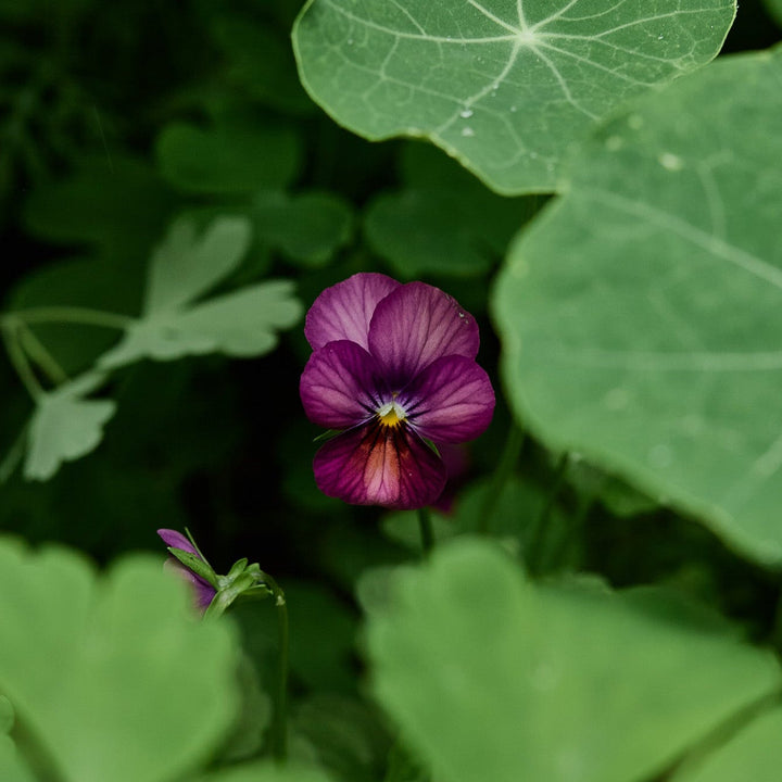 Viola Floral Power Plum Antique Flower | X 30 Seeds - BACK SOON
