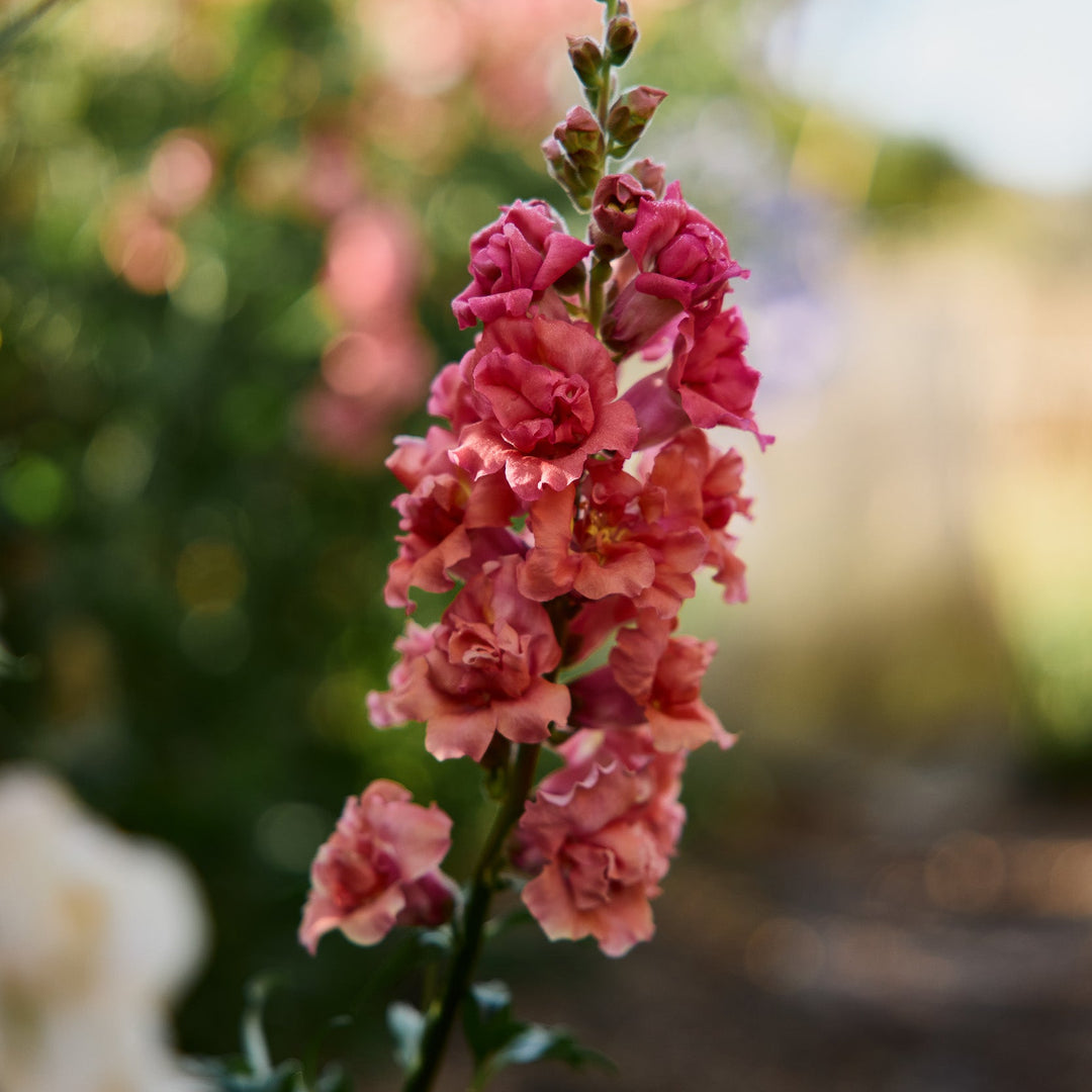 Snapdragon Madame Butterfly Bronze Flower | X 50 Seeds