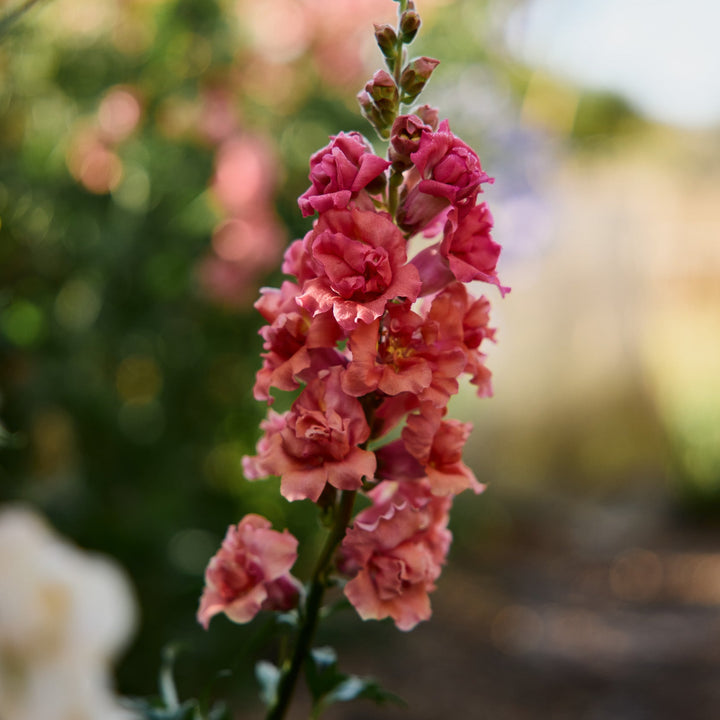 Snapdragon Madame Butterfly Bronze Flower | X 50 Seeds