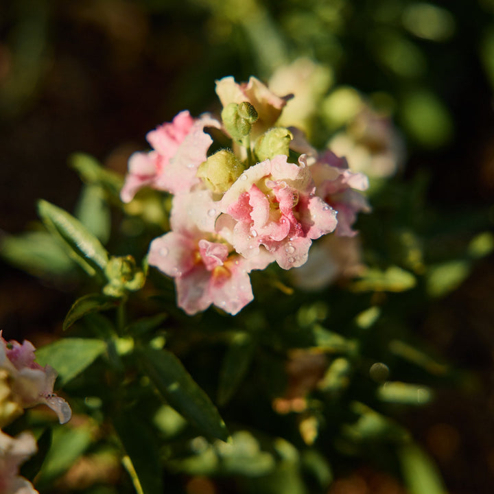 Snapdragon Doubleshot Appleblossom Flower | X 50 Seeds
