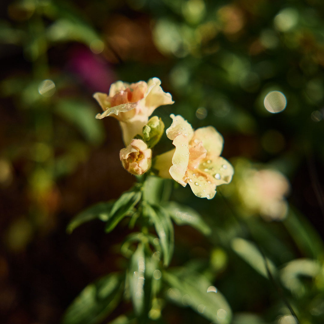 peach flower seeds Snapdragon Doubleshot Peach Flower