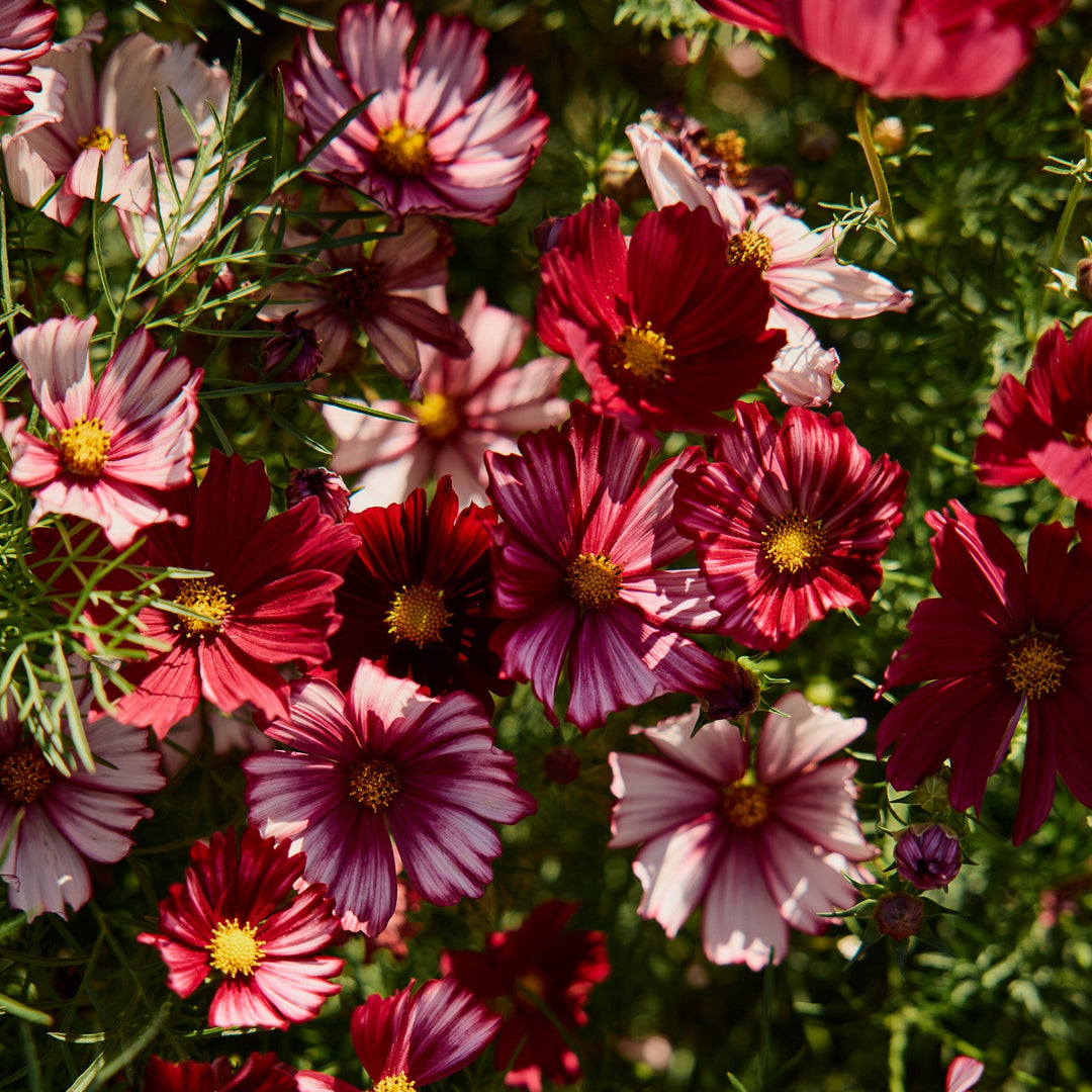 Cosmos Velouette Flower | X 50 Seeds