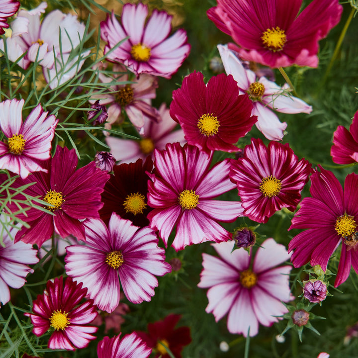 Cosmos Velouette Flower | X 50 Seeds