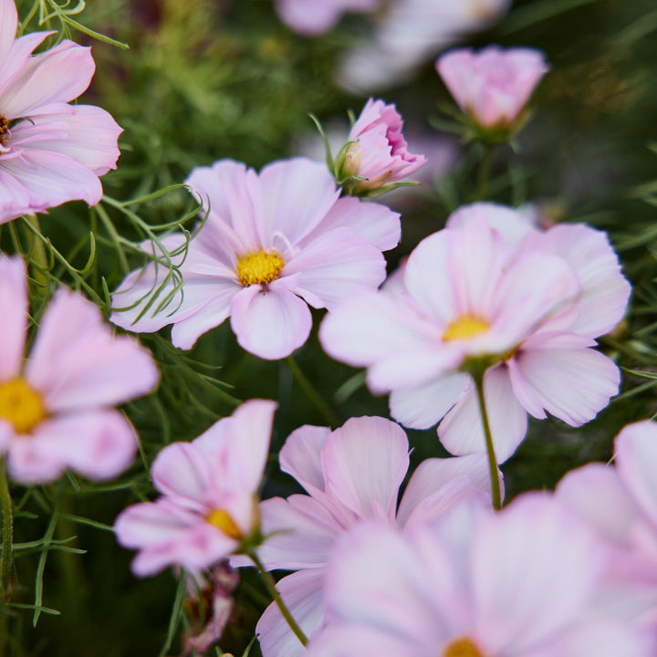 Cosmos Cosimo Collarette Flower | X 30 Seeds