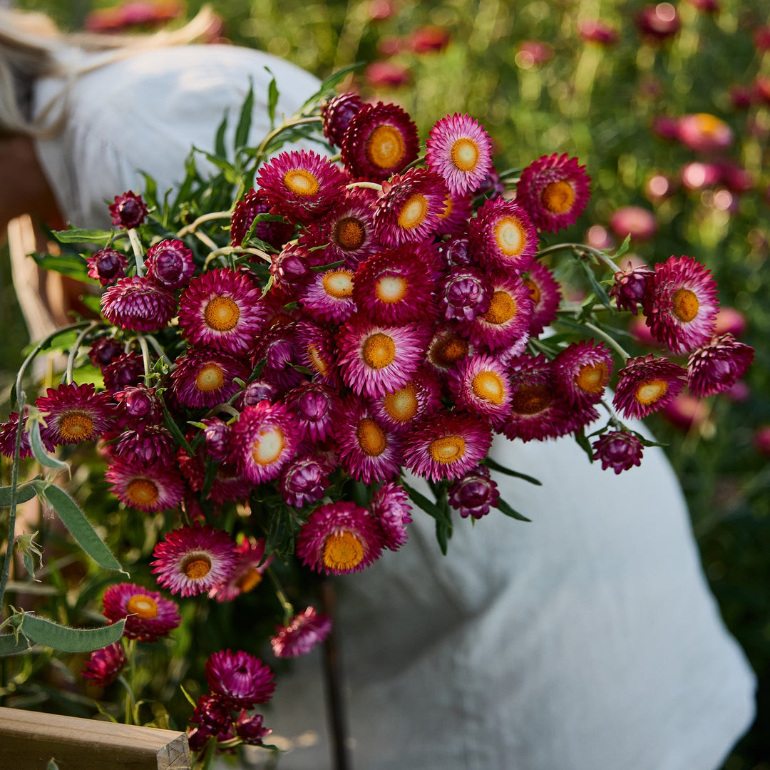 Everlasting Strawflower Scarlet  | X 100 Seeds
