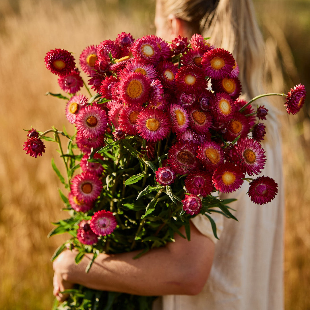 Everlasting Strawflower Scarlet  | X 100 Seeds