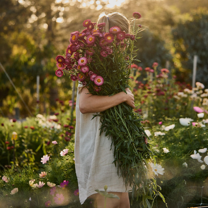 Everlasting Strawflower Scarlet  | X 100 Seeds