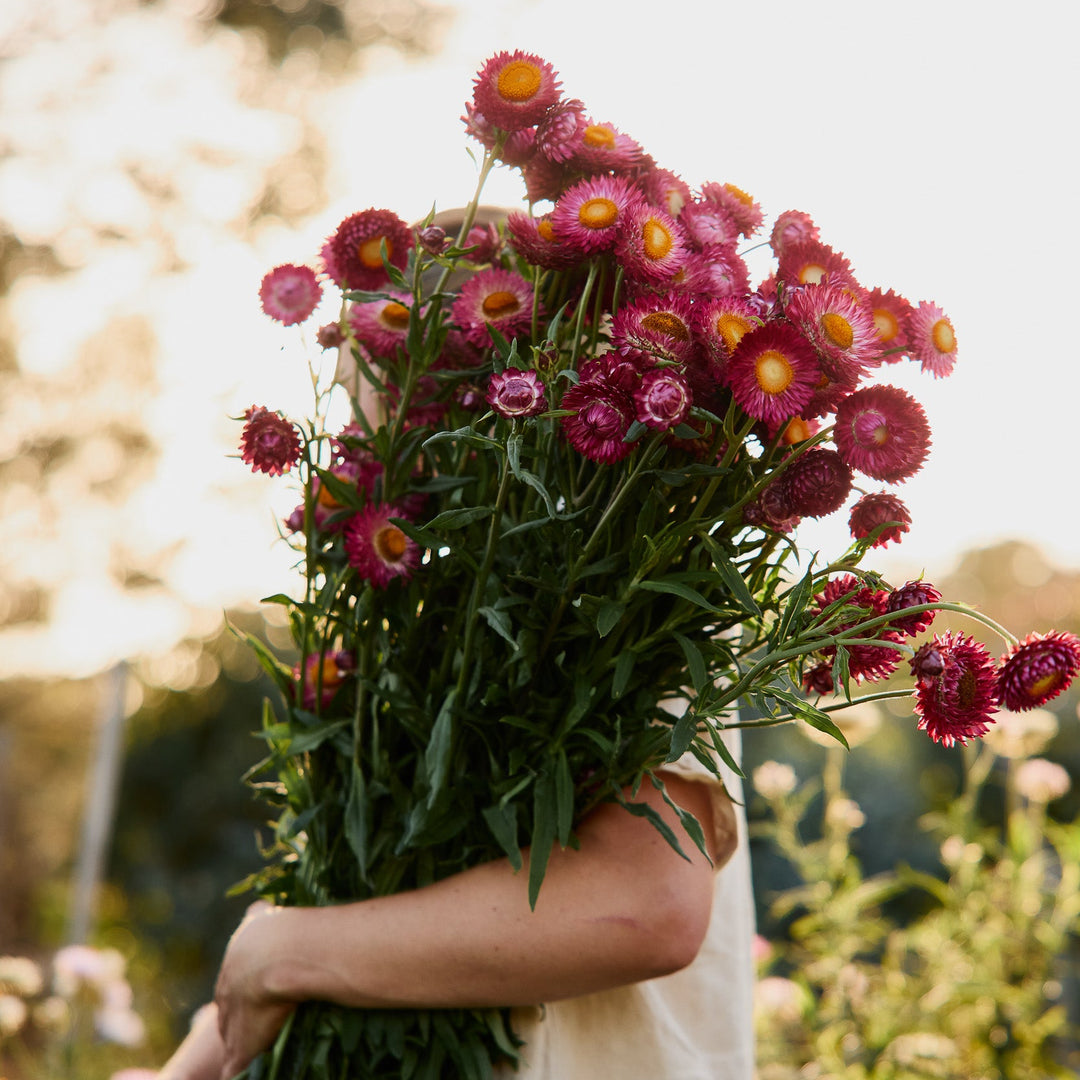 Everlasting Strawflower Scarlet  | X 100 Seeds