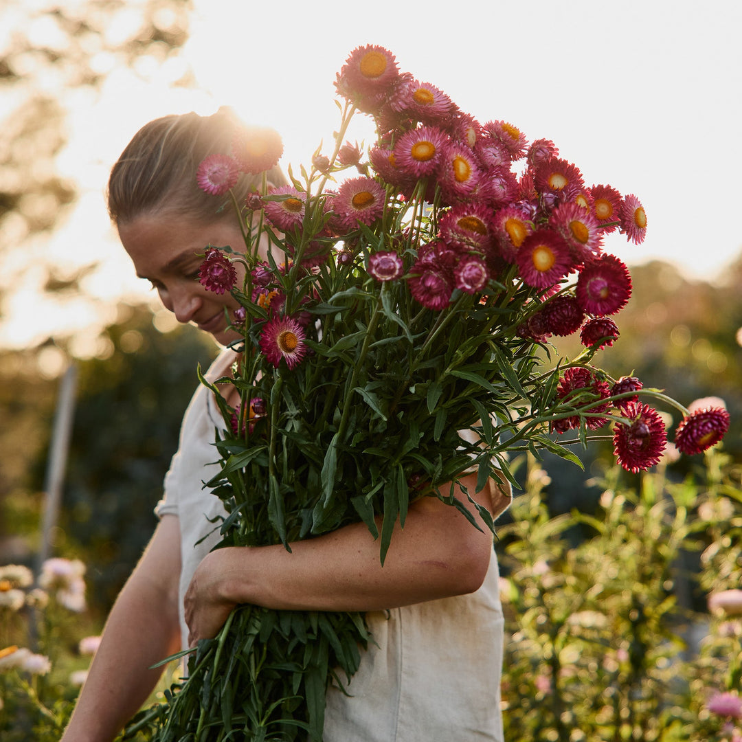 Everlasting Strawflower Scarlet  | X 100 Seeds