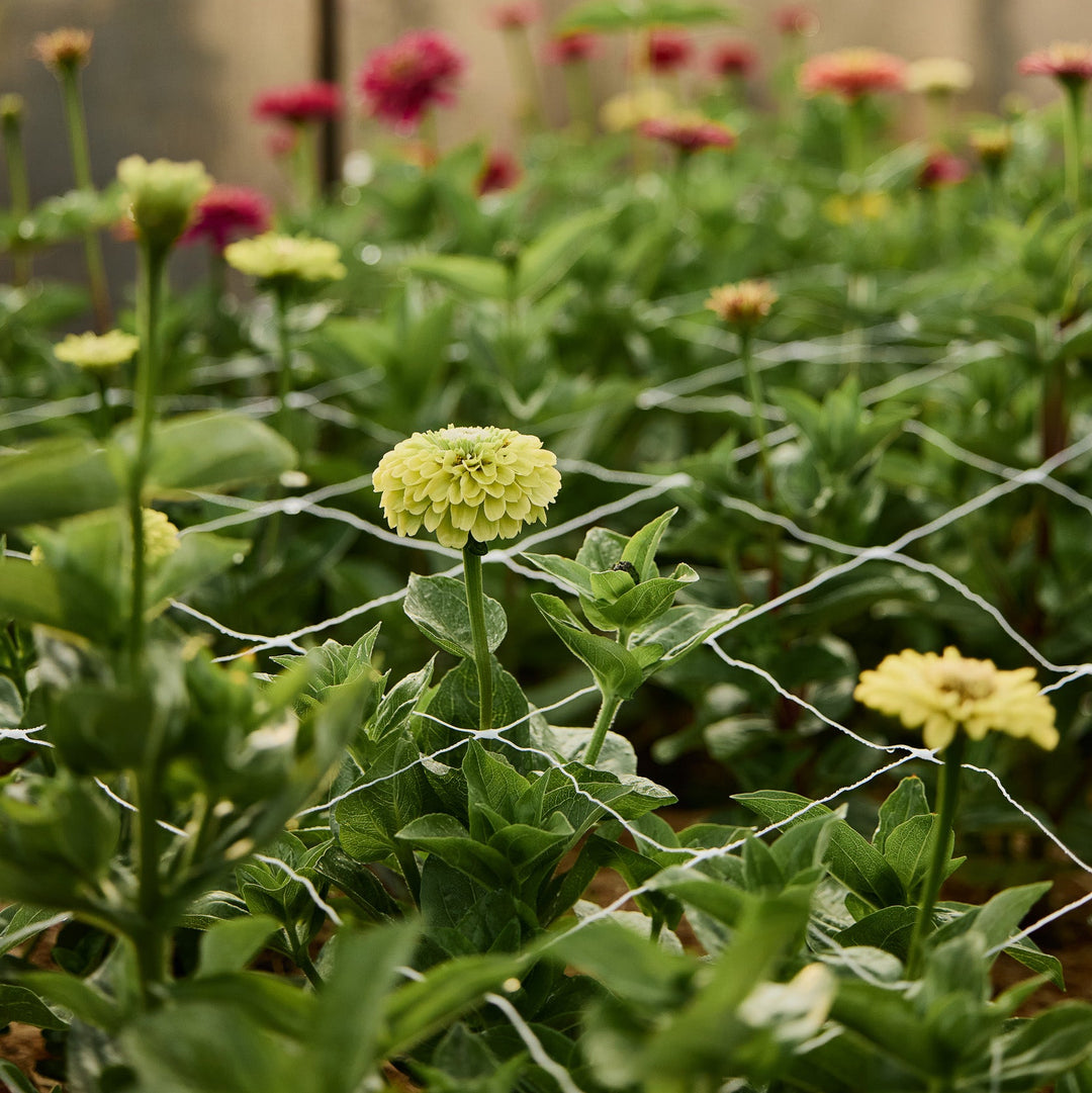 Zinnia Benary's Giant Lime Flower | X 30 Seeds