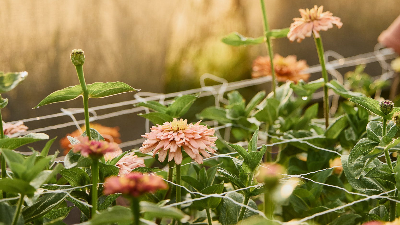 Bush Flowers Book by Cassandra Hamilton – Veggie & Flower Garden Seeds