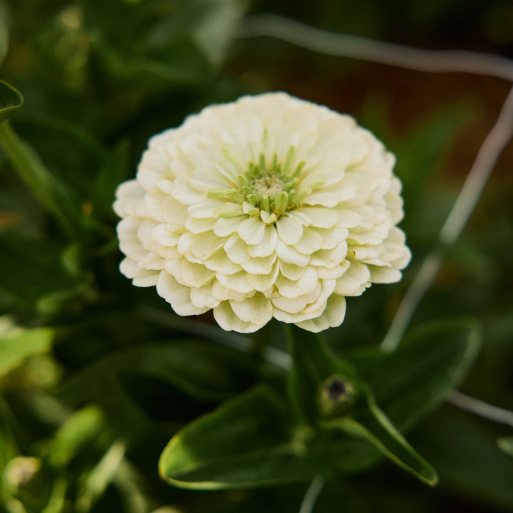 Zinnia Benary's Giant White Flower | X 30 Seeds