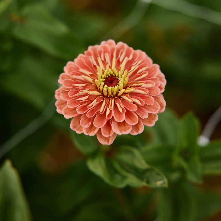 Zinnia Benary's Giant Salmon Rose Flower | X 30 Seeds