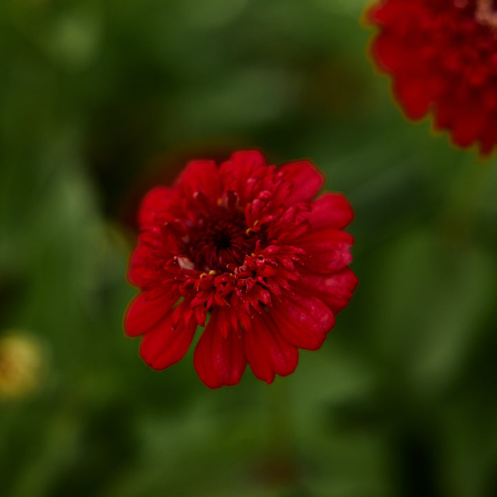 Zinnia Cresto Red Flower | X 30 Seeds