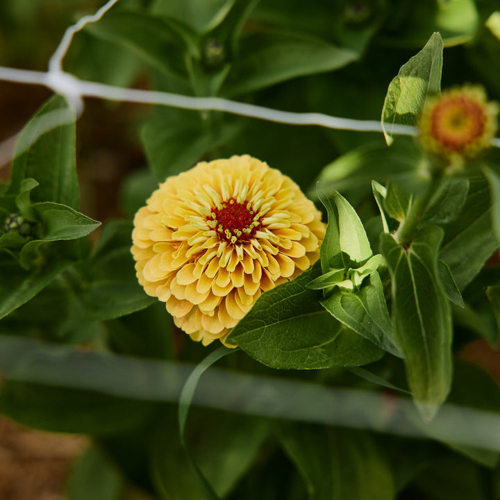 Zinnia Queeny Lemon Peach Flower | X 30 Seeds