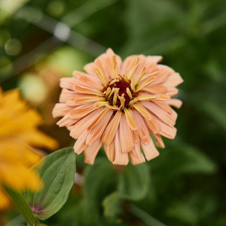 Zinnia Agave Flower | X 20 Seeds
