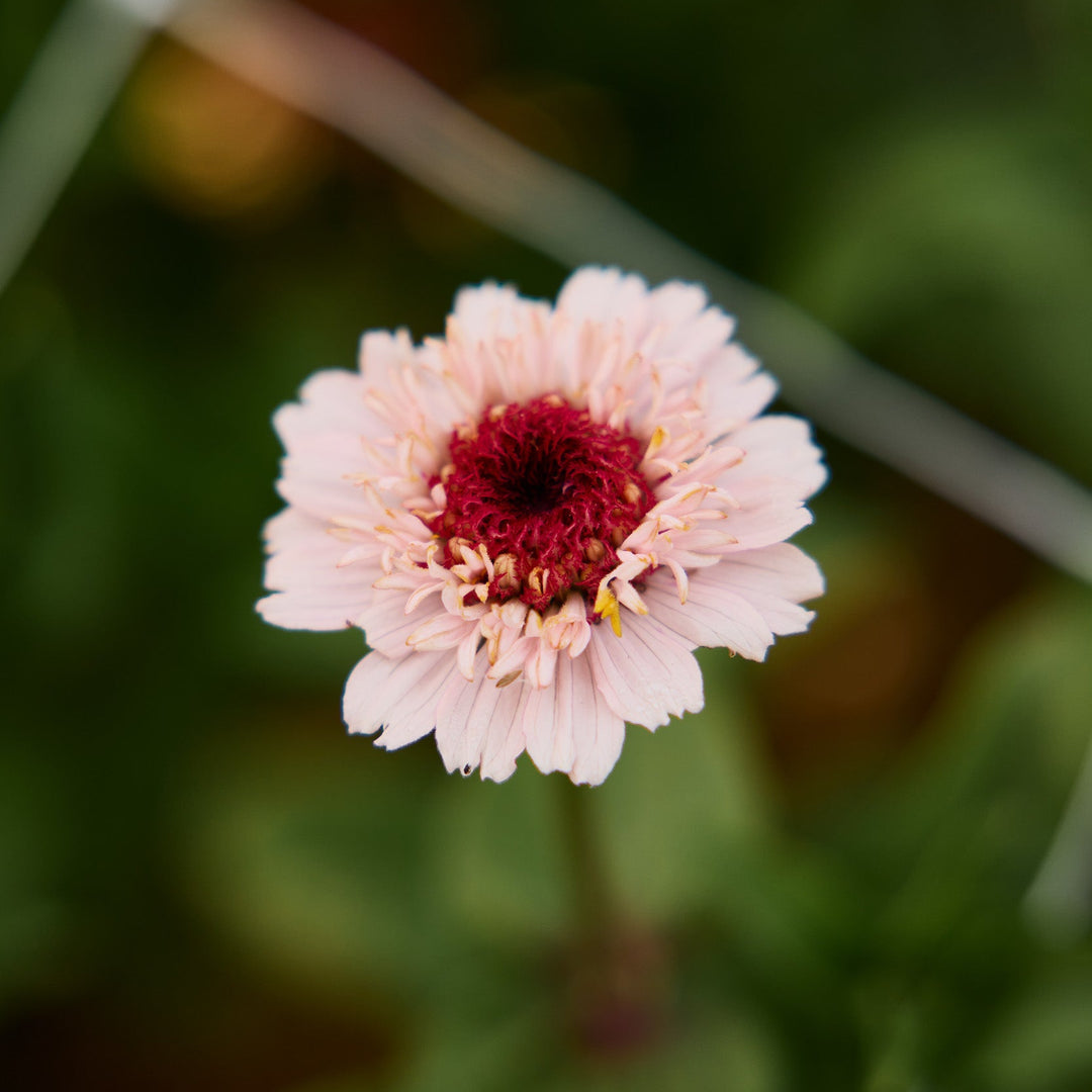 Zinnia Zinderella Lilac Flower | X 30 Seeds