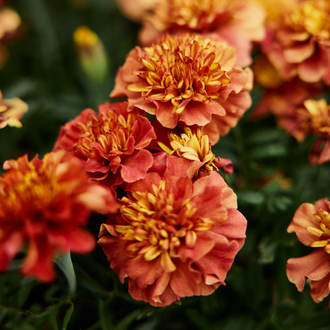 strawberry blonde marigold seeds Marigold Strawberry Blonde Flower