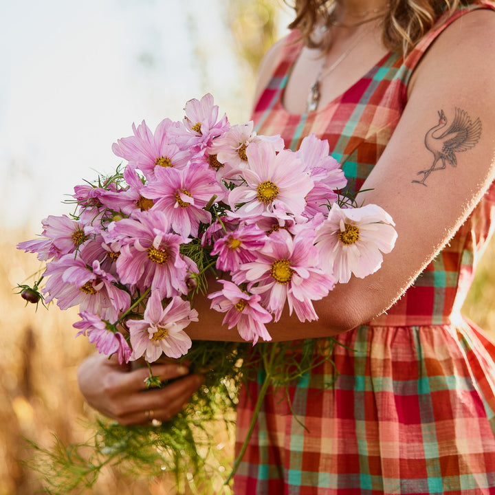 Cosmos Rosetta Flower | X 30 Seeds