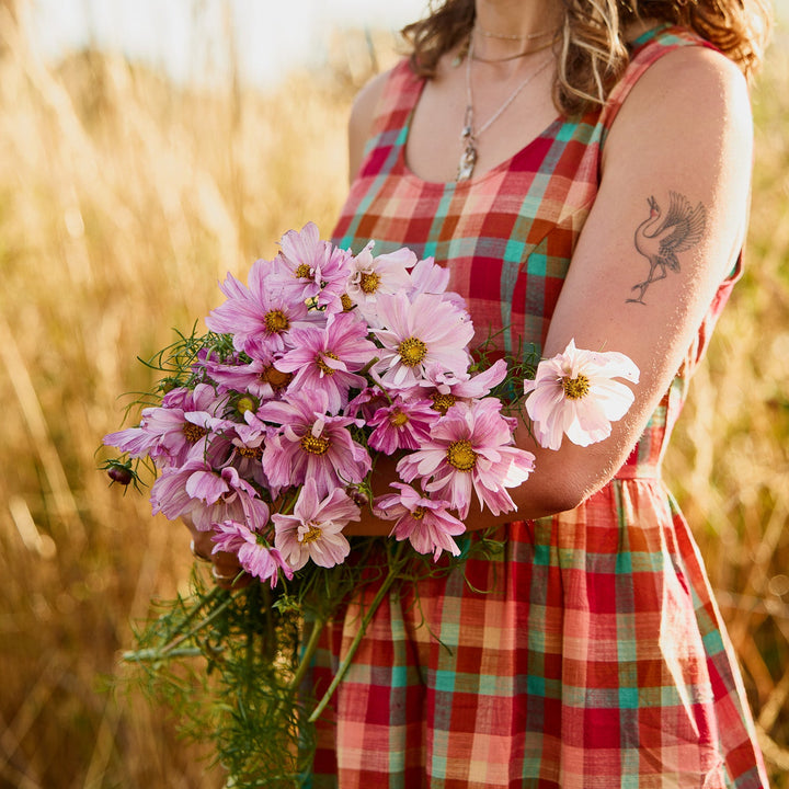 Cosmos Rosetta Flower | X 30 Seeds