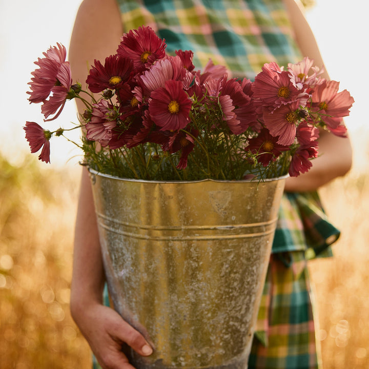 Cosmos Velouette Flower | X 50 Seeds