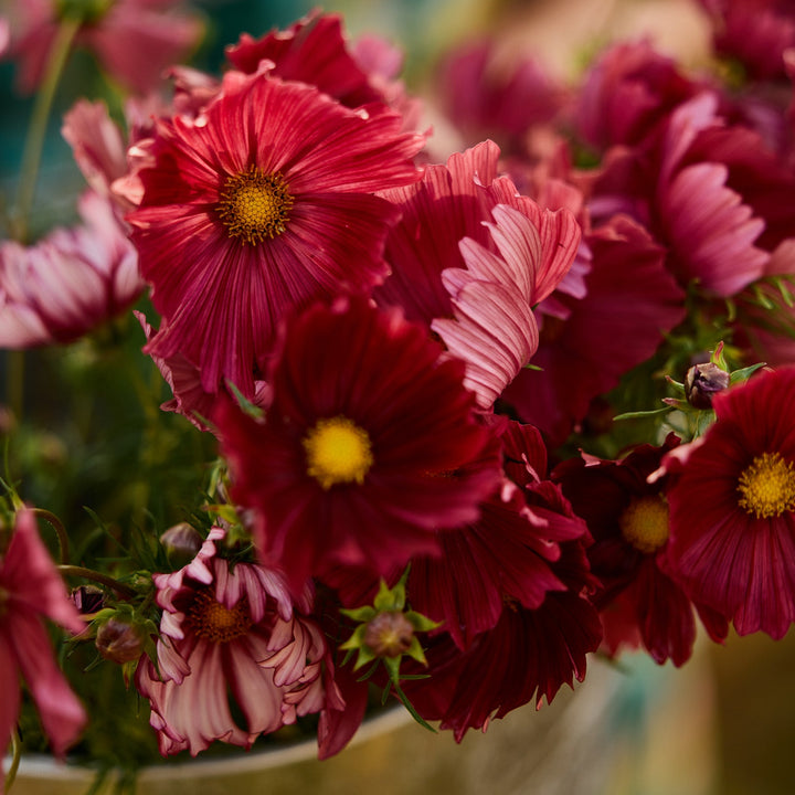 Cosmos Velouette Flower | X 50 Seeds