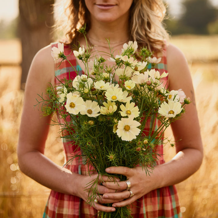 Cosmos Kiiro Flower | X 50 Seeds