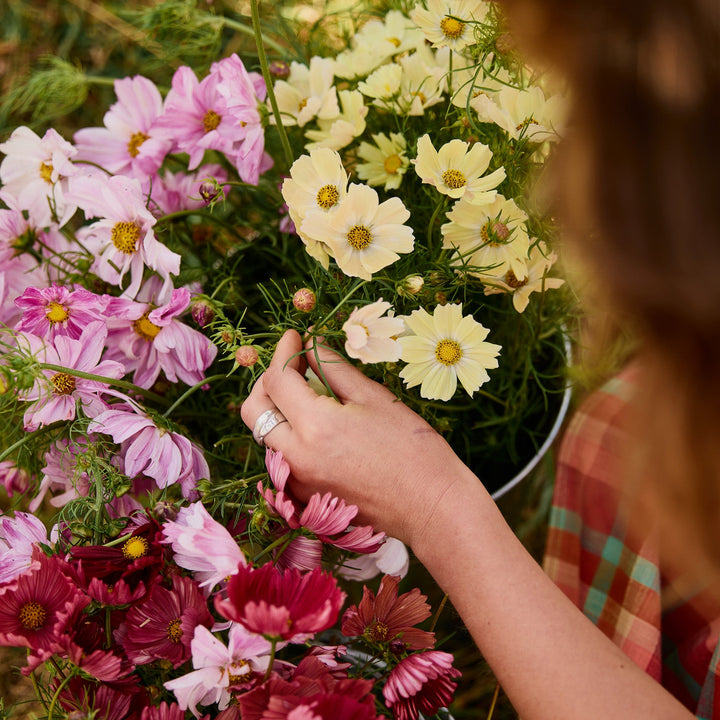 Cosmos Kiiro Flower | X 50 Seeds