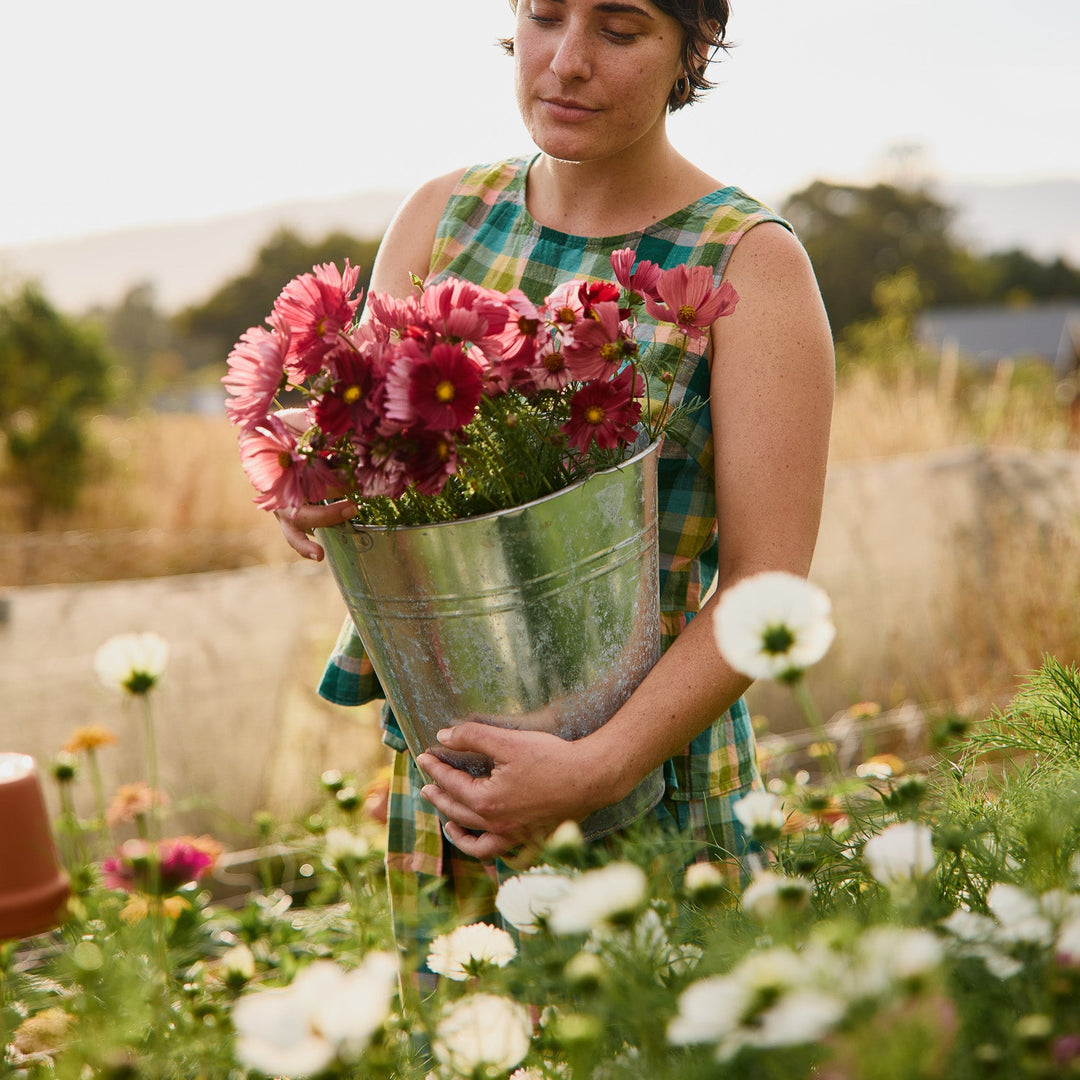 Cosmos Velouette Flower | X 50 Seeds
