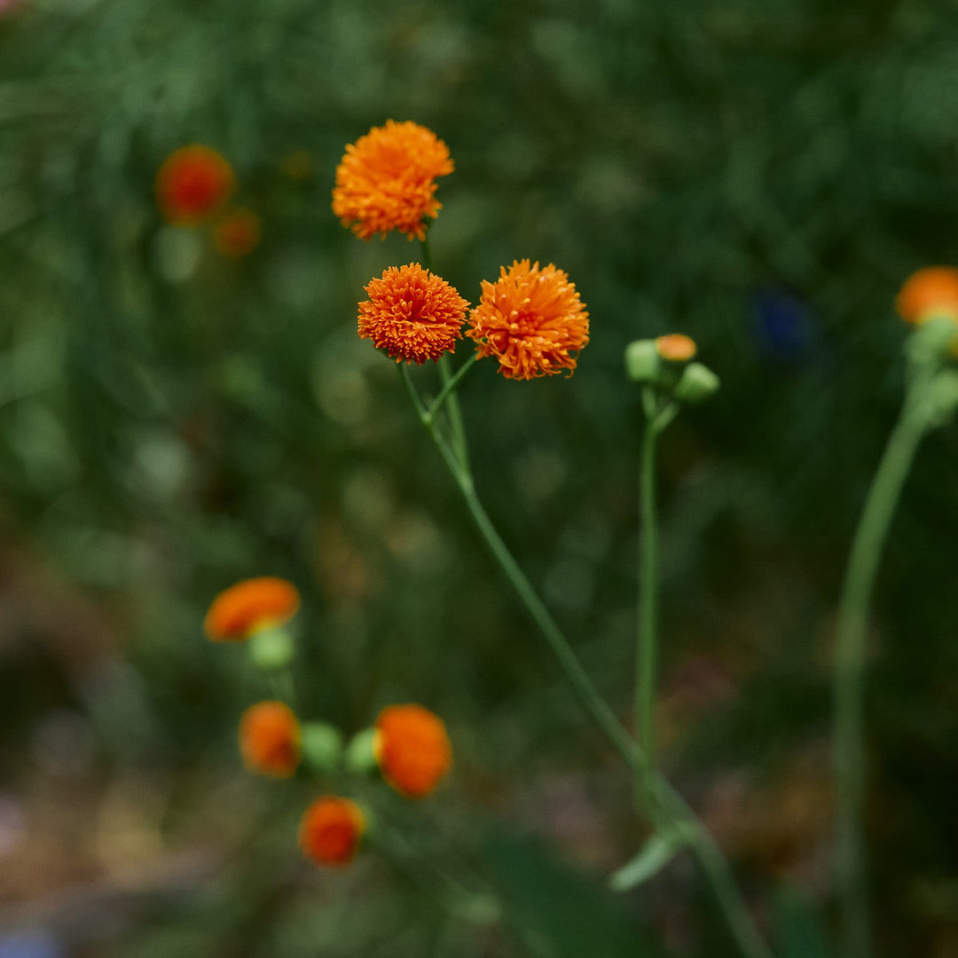 tassel flower seeds Irish Poet Tassel Flower