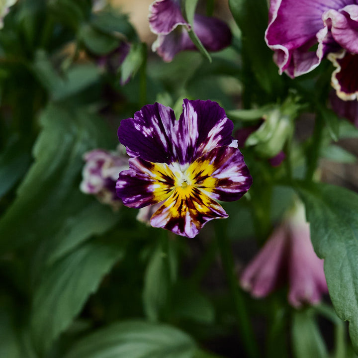 Viola Brush Strokes Flower | X 50 Seeds