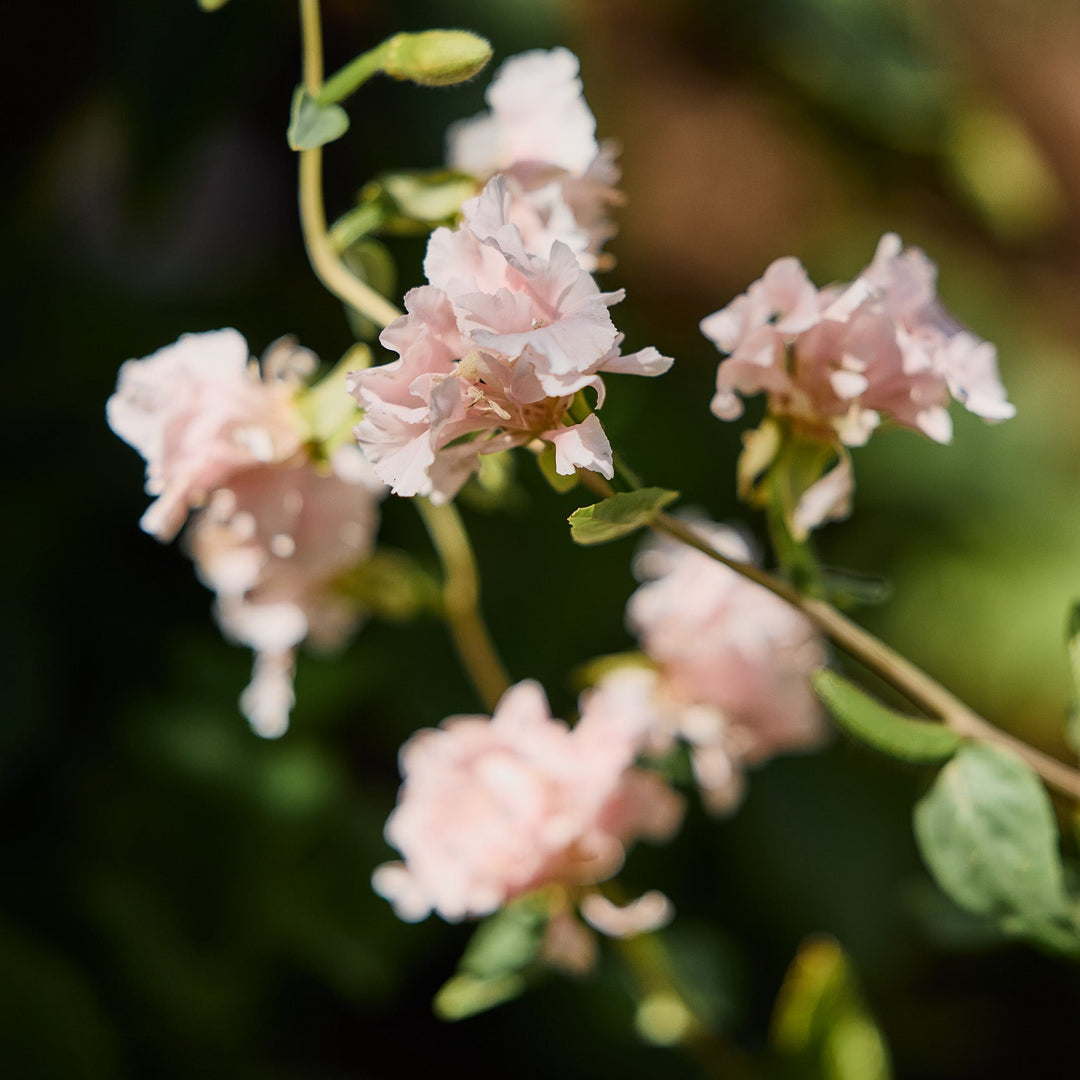 Clarkia Elegant Appleblossom Flower | X 100 Seeds